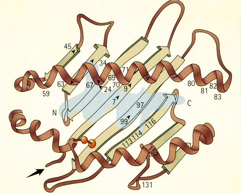 Ankylosing Spondylitis > HLAB27